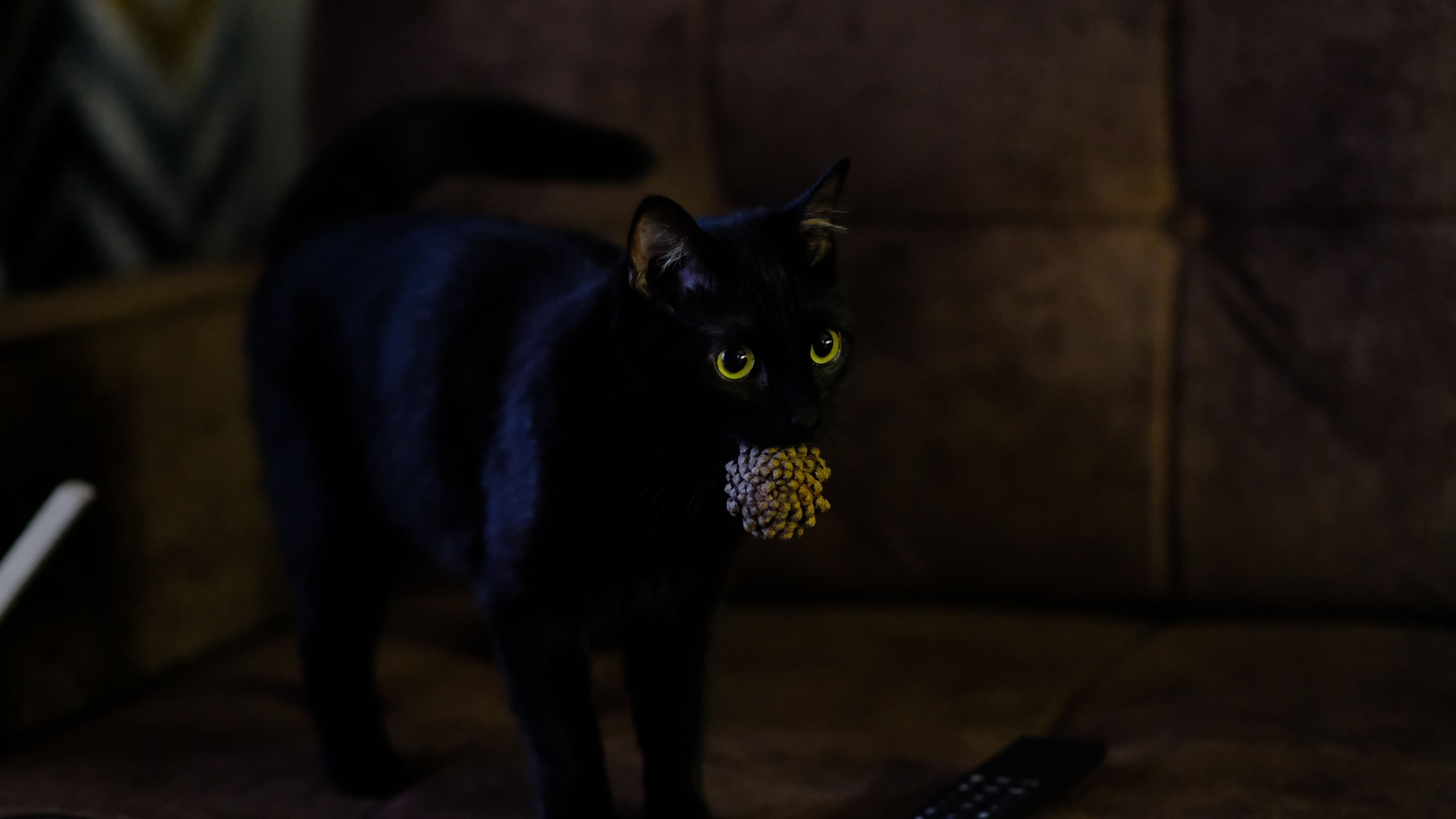 Котик