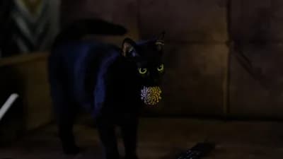 Котик