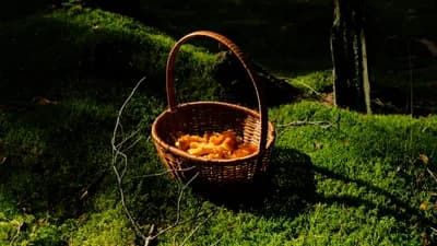 Корзинка грибов